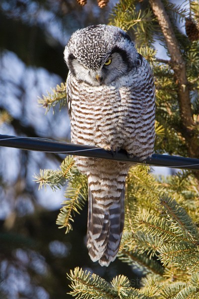 IMG_6678c.jpg - Northern Hawk-Owl (Surnia ulula)
